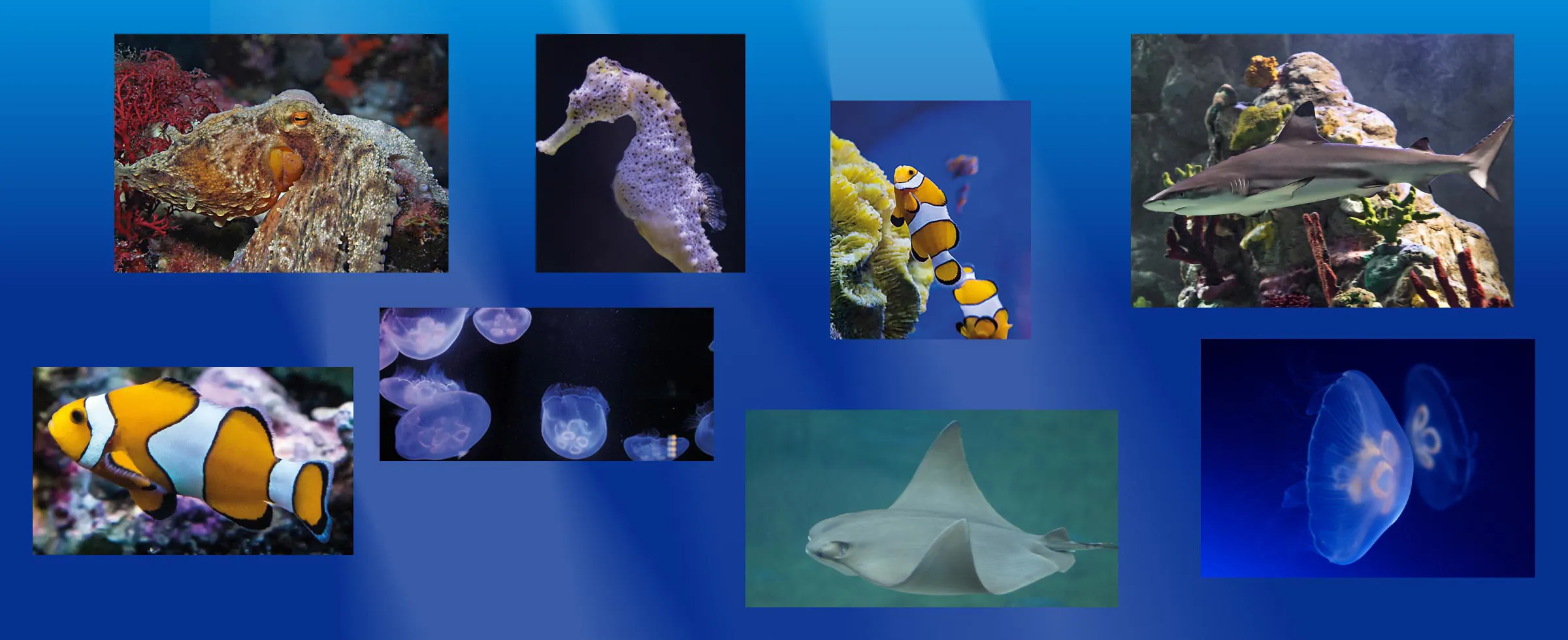 Sealife Creaturess