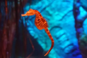 Tatsu
