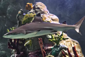 Shark 1
