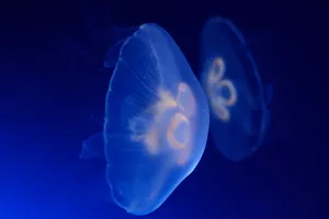 Jellyfish 3