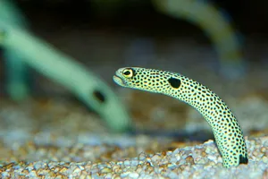 Spotted Garden Eel